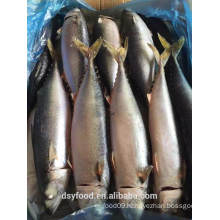 Frozen pacific makcerl/chub mackerel